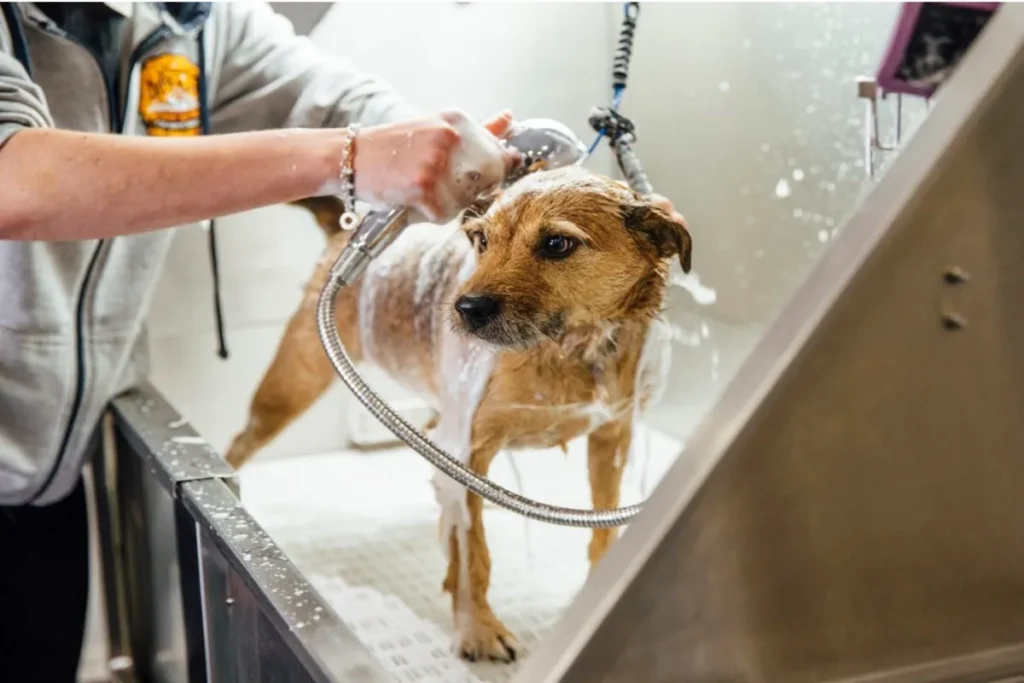 Um cão pequeno de pelagem marrom sendo cuidadosamente lavado e ensaboado em um pet center profissional.